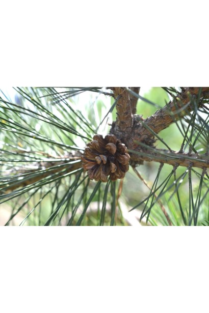 Pinus nigra Brepo / Pierrick Bregeon on shtambe
